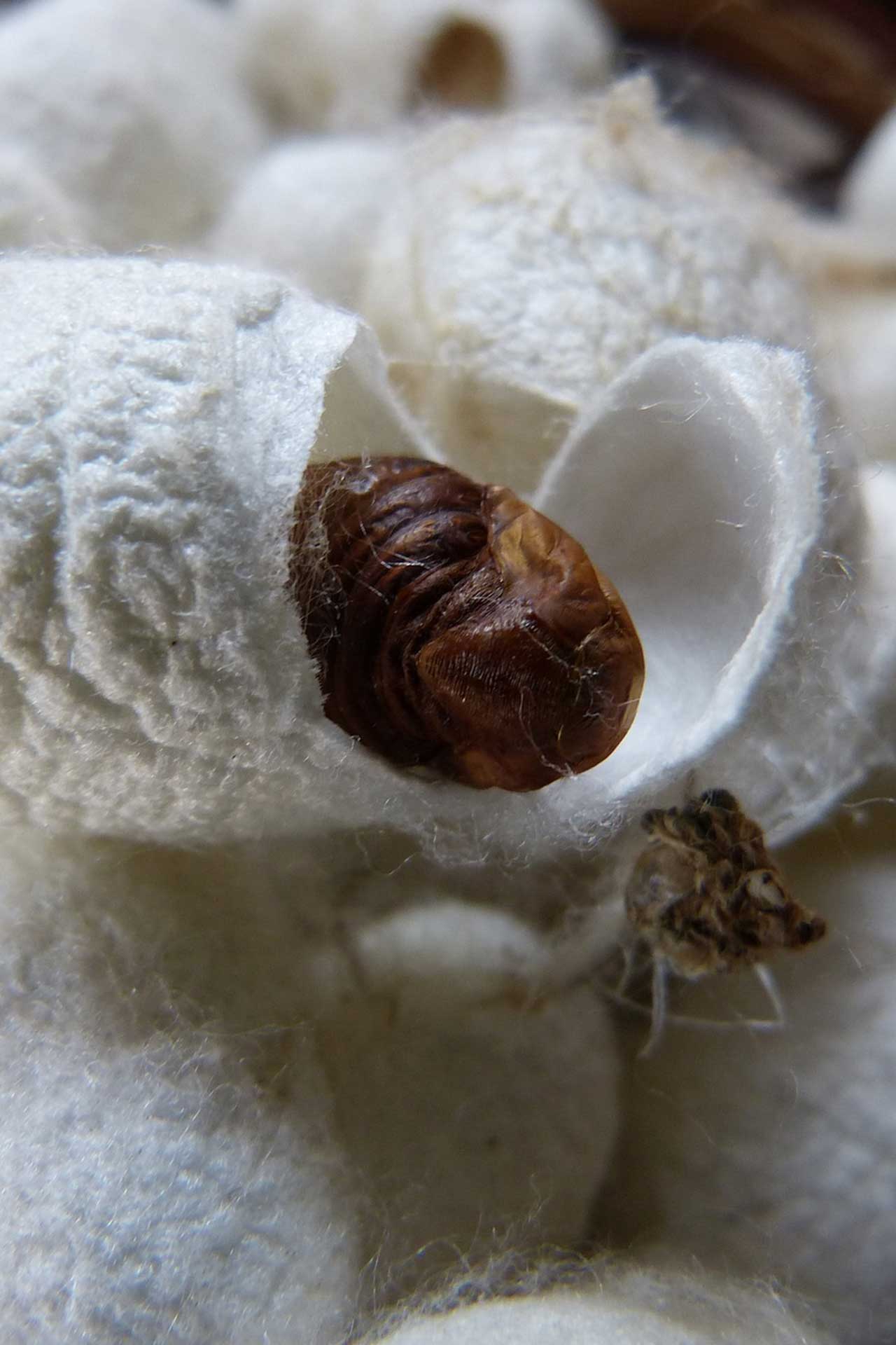 riccicurbastro-baco-da-seta